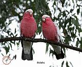 Galahs 9Y517D-003